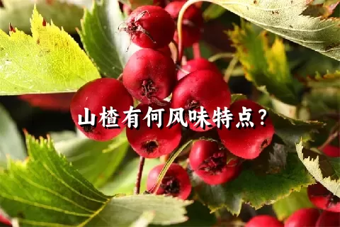 山楂有何风味特点？