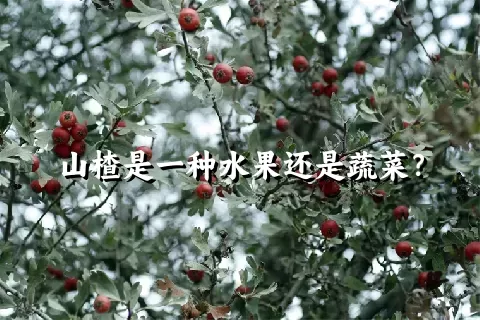 山楂是一种水果还是蔬菜？