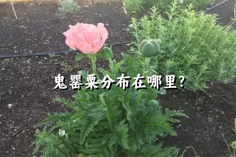 鬼罂粟分布在哪里?