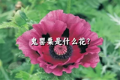 鬼罂粟是什么花？