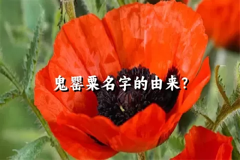 鬼罂粟名字的由来？