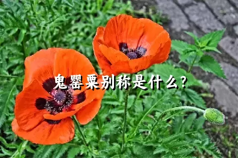 鬼罂粟别称是什么？