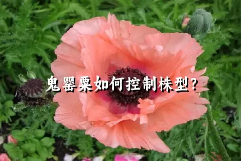 鬼罂粟如何控制株型？