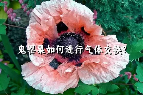 鬼罂粟如何进行气体交换？