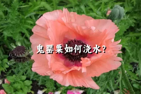 鬼罂粟如何浇水？