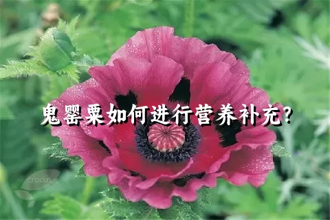 鬼罂粟如何进行营养补充？