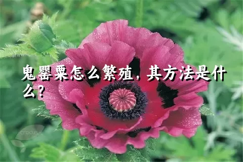 鬼罂粟怎么繁殖，其方法是什么？