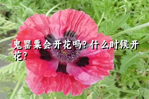 鬼罂粟会开花吗？什么时候开花？