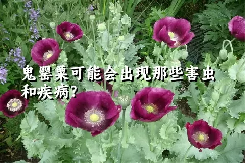 鬼罂粟可能会出现那些害虫和疾病？