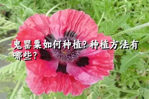 鬼罂粟如何种植？种植方法有哪些？