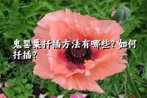 鬼罂粟扦插方法有哪些？如何扦插？