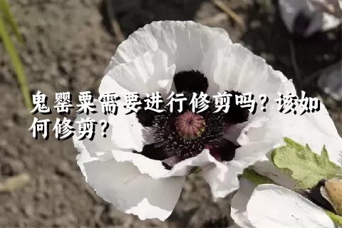 鬼罂粟需要进行修剪吗？该如何修剪？