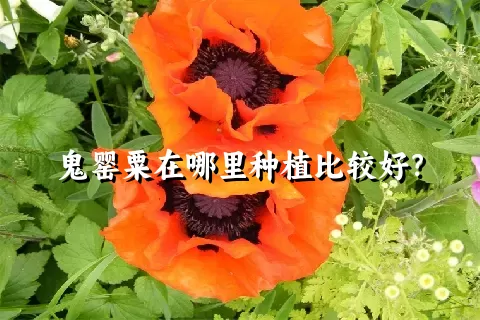 鬼罂粟在哪里种植比较好？