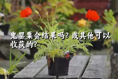 鬼罂粟会结果吗？或其他可以收获的？