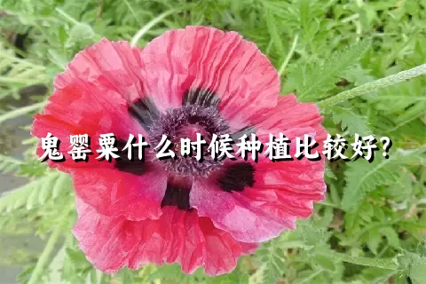 鬼罂粟什么时候种植比较好？