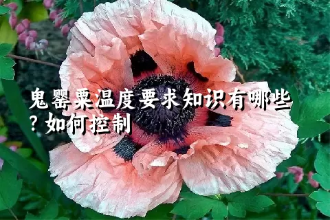 鬼罂粟温度要求知识有哪些？如何控制