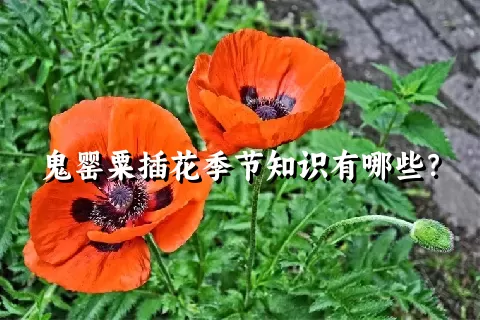 鬼罂粟插花季节知识有哪些？