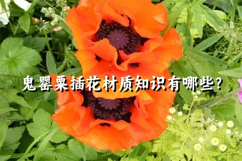 鬼罂粟插花材质知识有哪些？