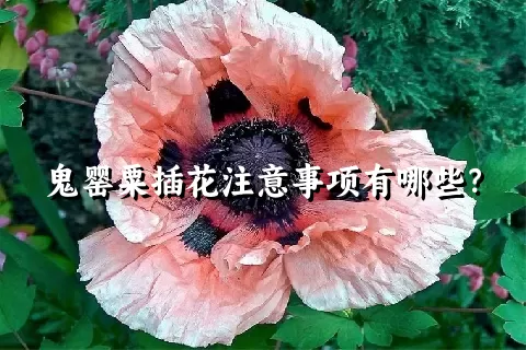 鬼罂粟插花注意事项有哪些？