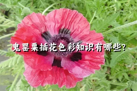 鬼罂粟插花色彩知识有哪些？