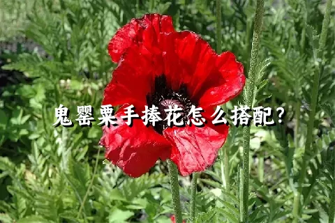 鬼罂粟手捧花怎么搭配？