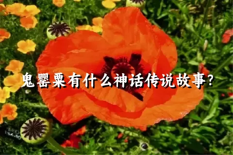 鬼罂粟有什么神话传说故事？