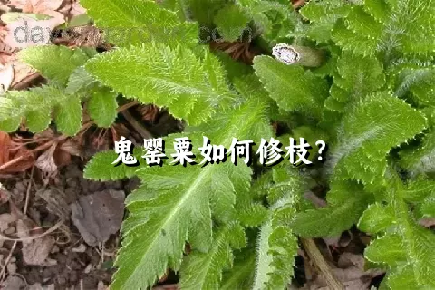 鬼罂粟如何修枝？