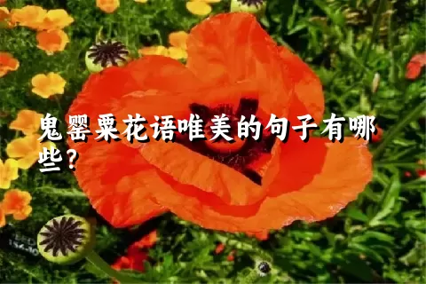 鬼罂粟花语唯美的句子有哪些？