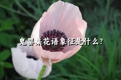 鬼罂粟花语象征是什么？