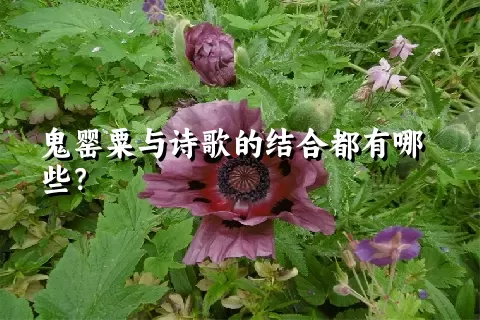 鬼罂粟与诗歌的结合都有哪些？