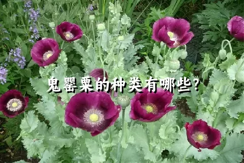 鬼罂粟的种类有哪些？