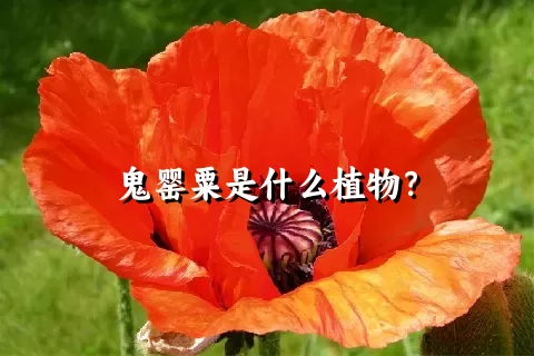 鬼罂粟是什么植物？