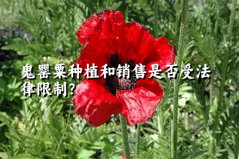 鬼罂粟种植和销售是否受法律限制？