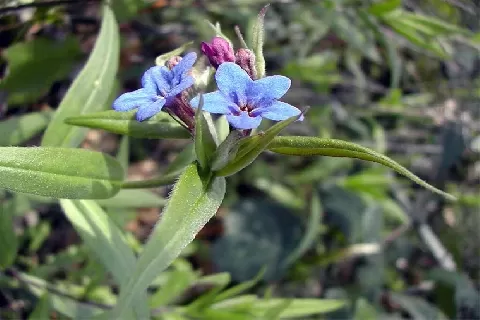 田紫草