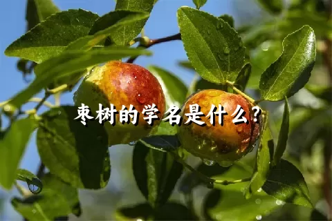 枣树的学名是什么？