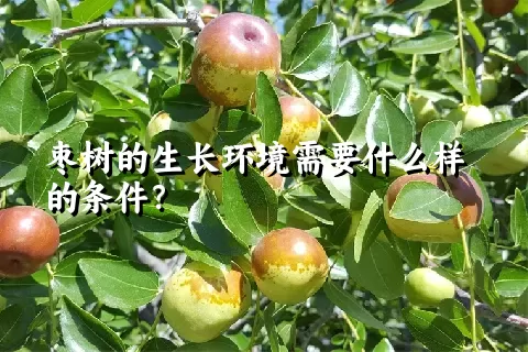 枣树的生长环境需要什么样的条件？