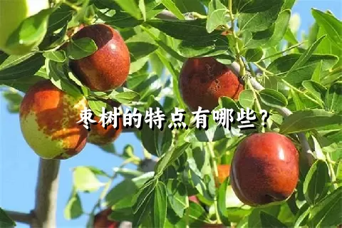 枣树的特点有哪些？