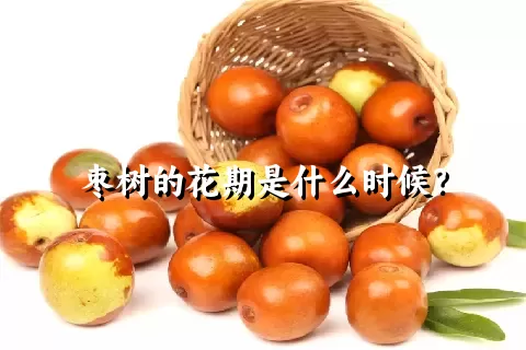 枣树的花期是什么时候？