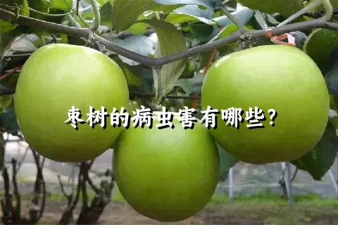 枣树的病虫害有哪些？