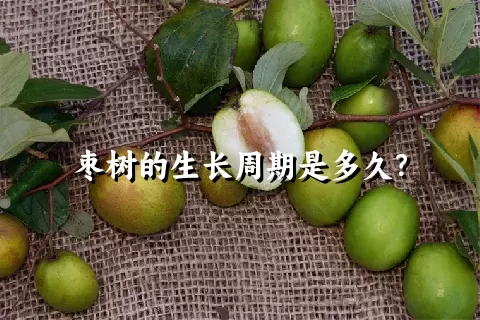 枣树的生长周期是多久？