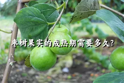 枣树果实的成熟期需要多久？