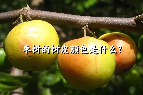 枣树的树皮颜色是什么？