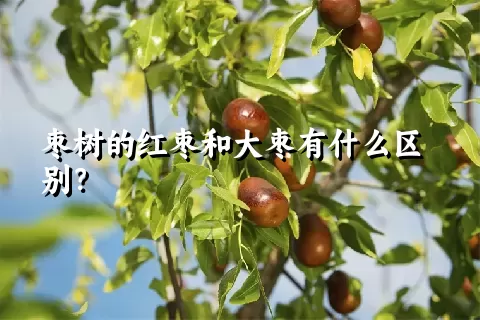 枣树的红枣和大枣有什么区别？