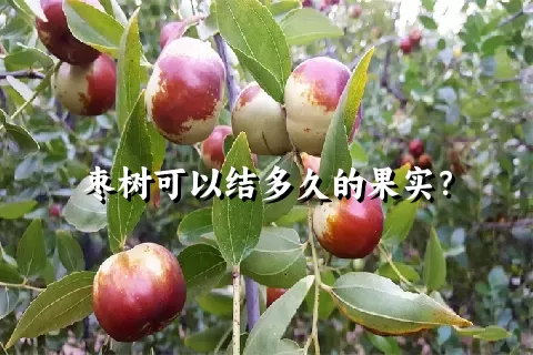 枣树可以结多久的果实？