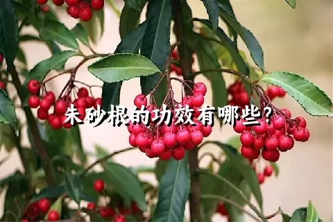 朱砂根的功效有哪些？