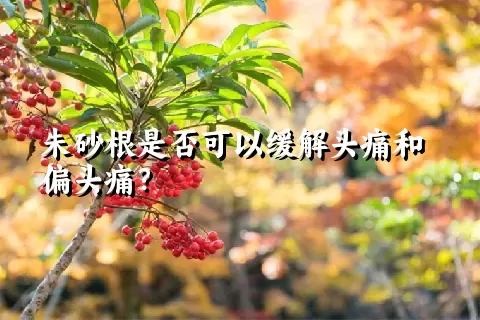 朱砂根是否可以缓解头痛和偏头痛？