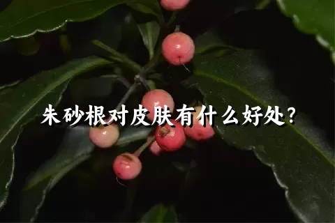 朱砂根对皮肤有什么好处？