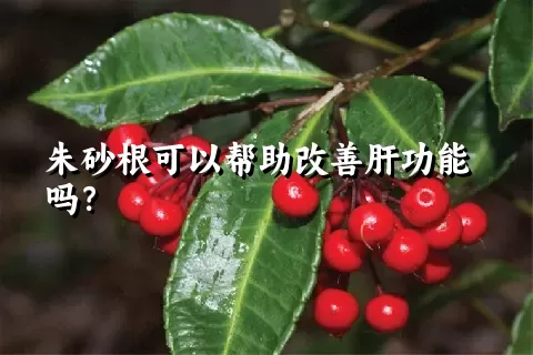 朱砂根可以帮助改善肝功能吗？