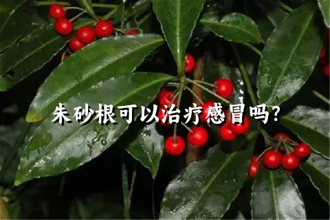 朱砂根可以治疗感冒吗？