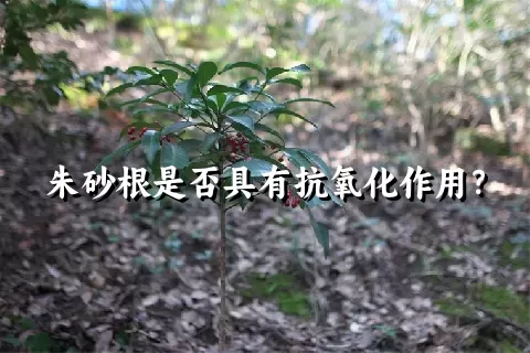 朱砂根是否具有抗氧化作用？